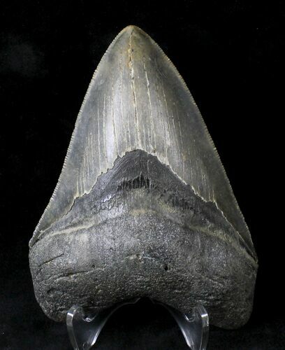 Nicely Serrated Megalodon Tooth - North Carolina #19976